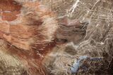 Polished Petrified Wood (Oak) Slab - Swartz Canyon, Oregon #378192-1